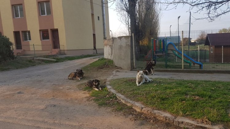 Calafat - orasul care adoarme la ora 17