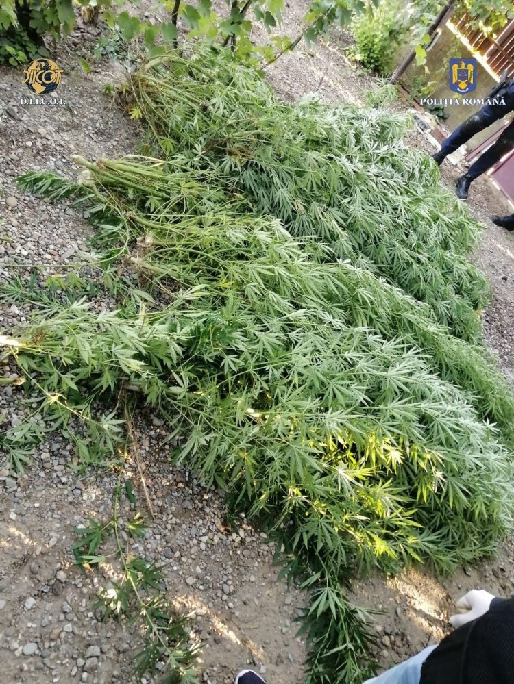 Cultură de cannabis la Galicea Mare